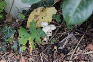 Les champignons 061013 (18)