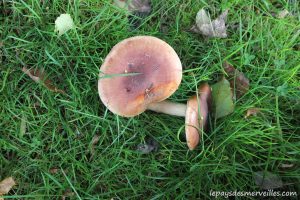 Les champignons 061013 (21)