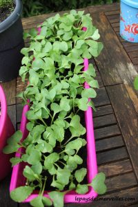 070414 (2) Première plantations de l'année - jardinage enfant