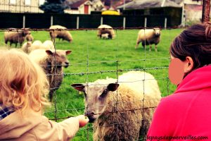 Visite aux moutons enfant 2 ans