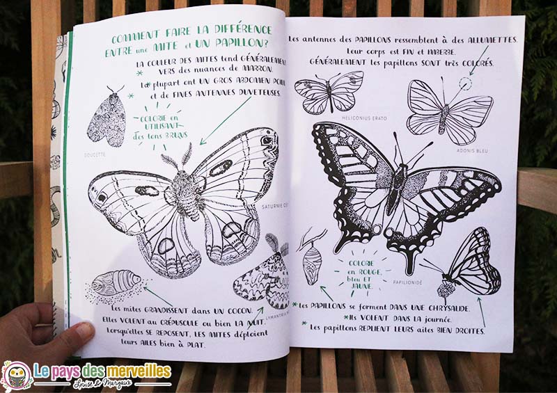 difference mite papillon