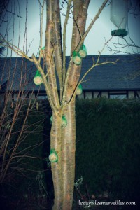 oiseaux du jardin
