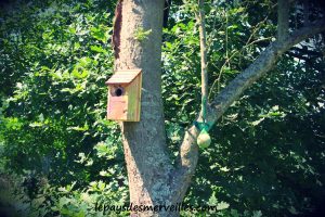 020713 maison oiseaux bois (7)