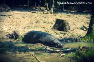 cerza hippopotame