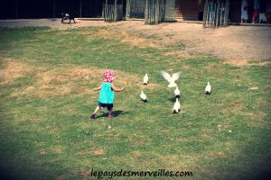 cerza oiseaux de la ferme pedagogique