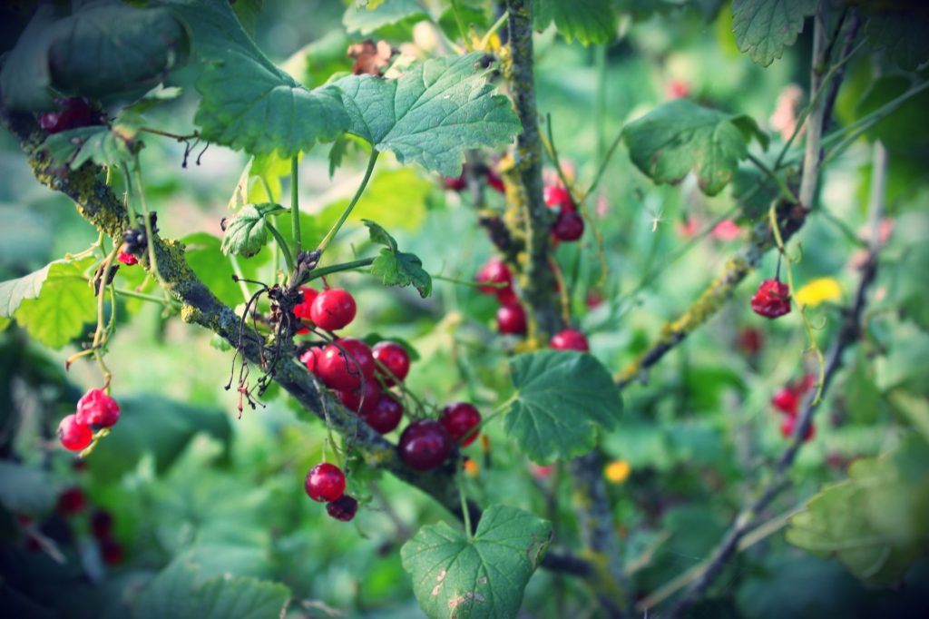 fruits rouges cueillette de pithienville