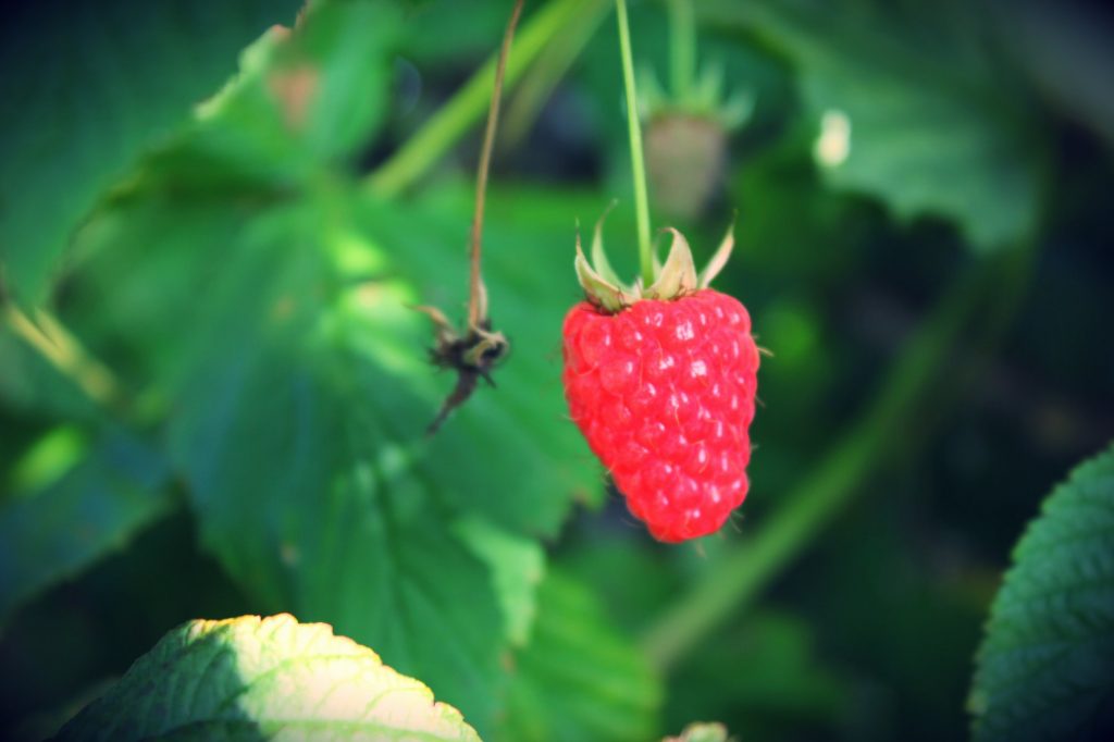 framboises cueillette chapeau de paille