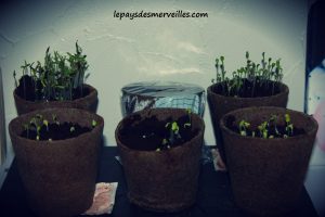 Kit Plantation Ikea 180913