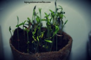 Kit plantations Ikea 180913