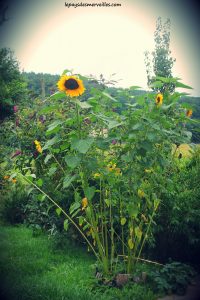 Tournesols 250813