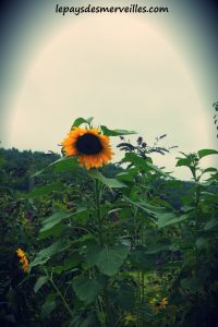 Tournesols géants 250813