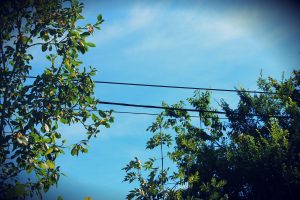 des oiseaux sur le fil