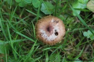 Les champignons 061013 (13)