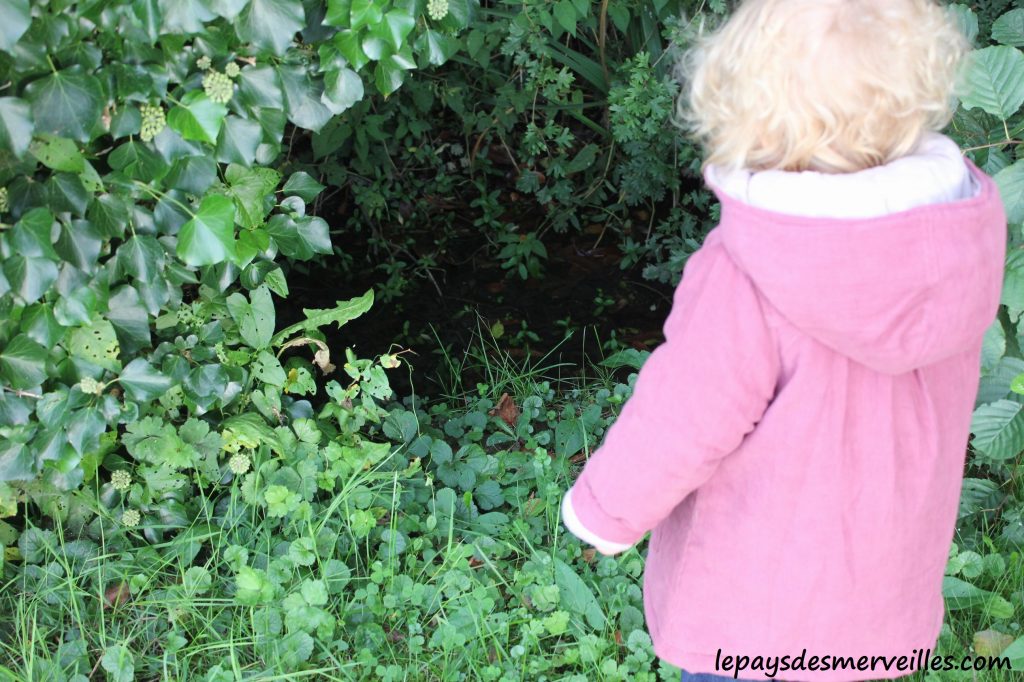 Les champignons 061013 (15)
