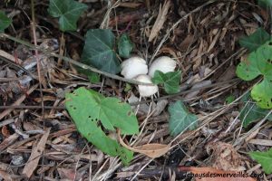 Les champignons 061013 (16)