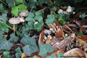 Les champignons 061013 (19)