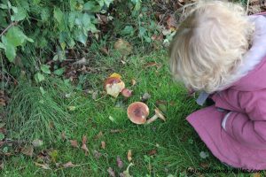 Les champignons 061013 (20)