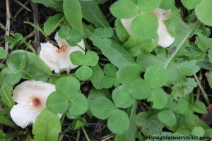 Les champignons 061013 (23)