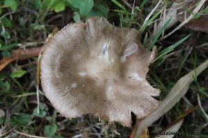 Les champignons 061013 (24)