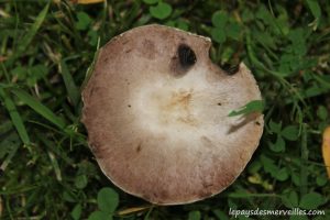 Les champignons 061013 (25)