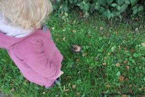 Les champignons 061013 (6)