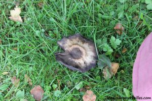 Les champignons 061013 (7)