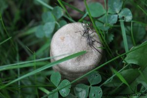 Les champignons 061013 (8)