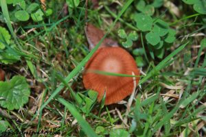peinture champignon et collage feuille 121013 (13)