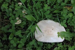 peinture champignon et collage feuille 121013 (14)