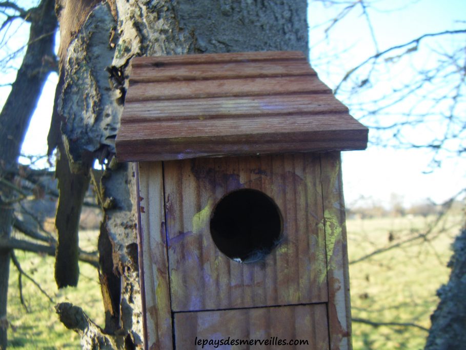 Nichoir oiseaux à peindre