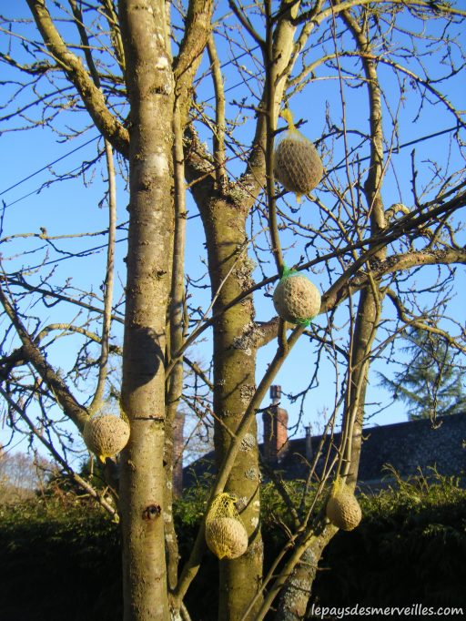 Boule de graisse à suspendre pour les oiseaux