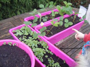 première pouces de nos plantations 260314 (45)