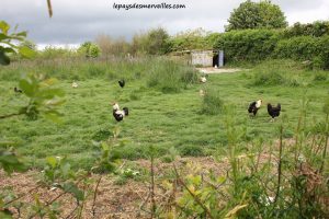 Court séjour à la ferme (21)