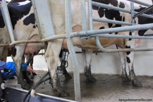 Séjour ferme traite des vaches