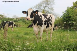 Séjour ferme vaches laitières (2)