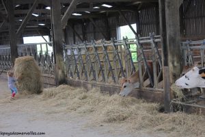 Séjour ferme vaches laitières et veaux (24)