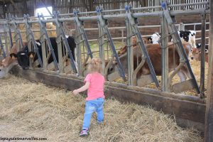 Séjour ferme vaches laitières et veaux (25)