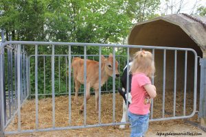 Séjour ferme vaches laitières et veaux (26)