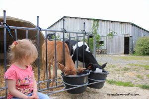 Séjour ferme vaches laitières et veaux (27)