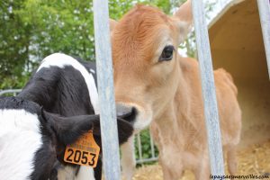 Séjour ferme vaches laitières et veaux (28)