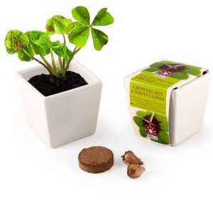 trefle-a-4-feuilles-en-pot-de-culture-ceramique