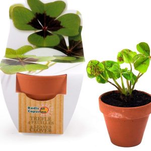 trefle-a-4-feuilles-en-pot-de-culture-terre-cuite