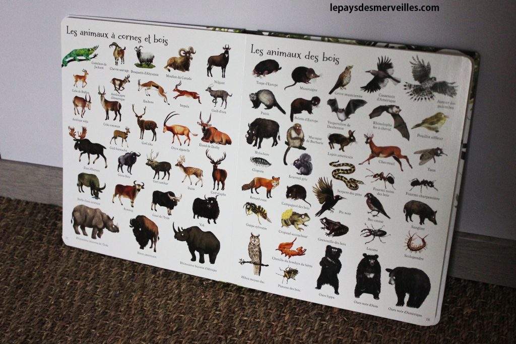 Imagier 1000 animaux en images - usborne (2)