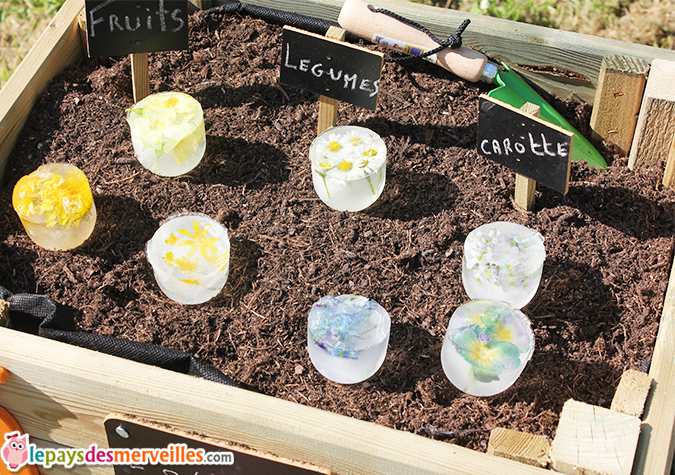 Glaçons de fleurs pour les enfants