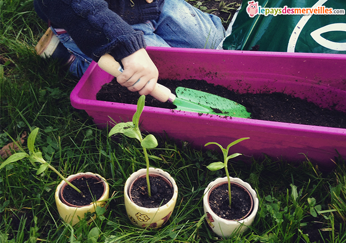 activité plantation graines