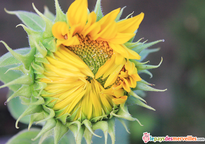 Faire pousser des tournesols avec les enfants