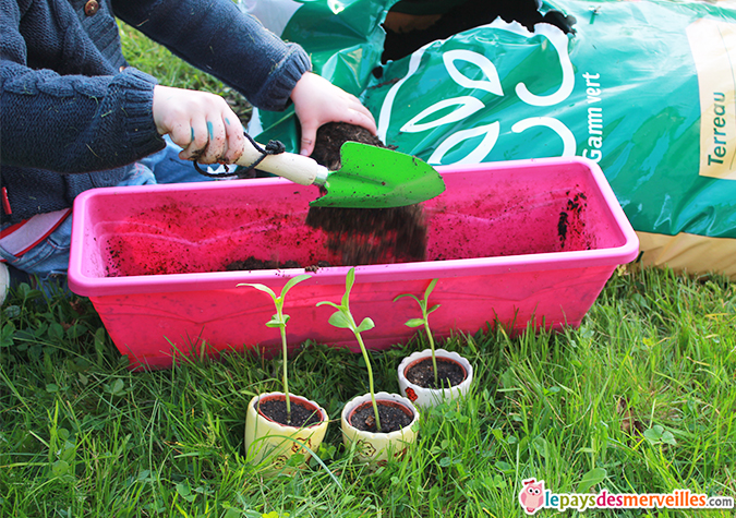 jardinage facile enfant tournesol