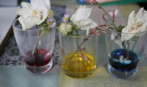experience fleurs colorées