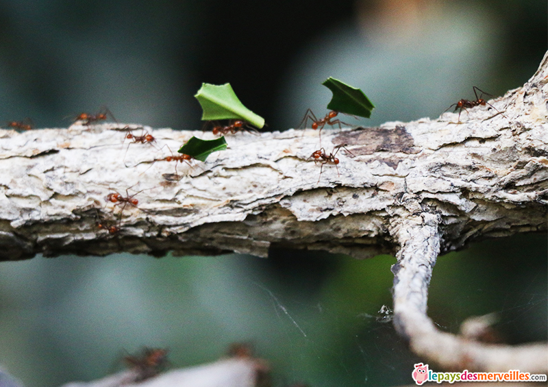 fourmis atta au zoo de Vincennes