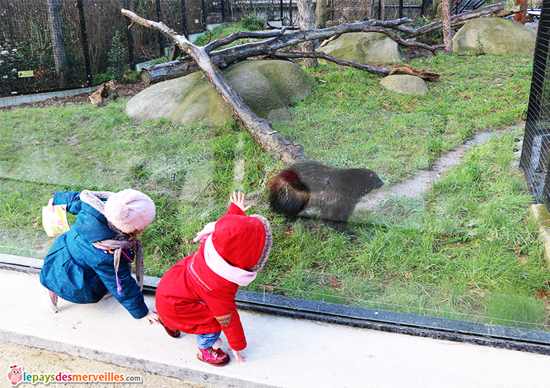 glouton zoo de vincennes